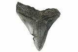 Bargain, 4.34" Fossil Megalodon Tooth - South Carolina - #180955-1